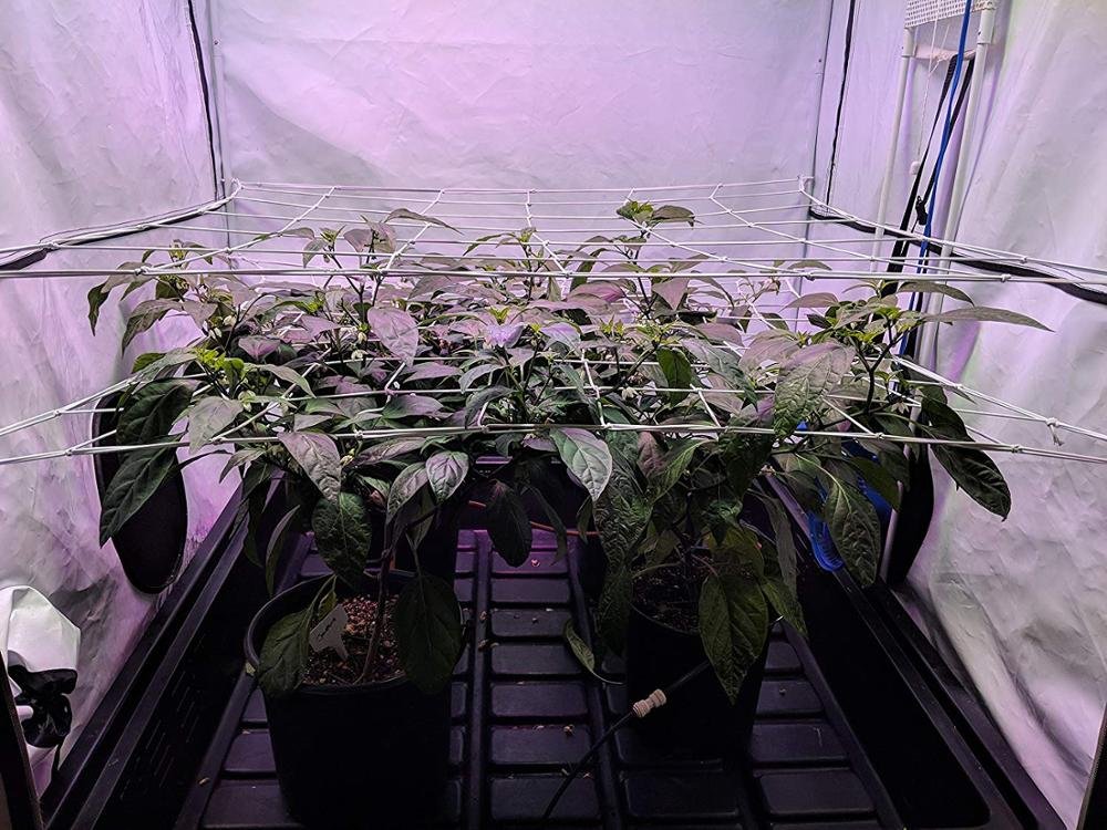Indoor Hydroponics Grow Net Tent for Support