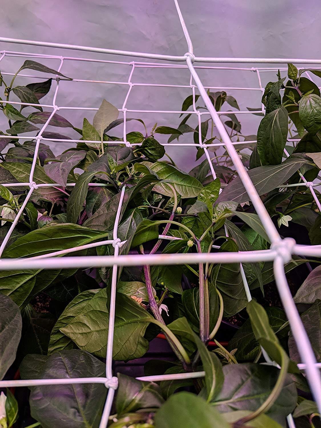Indoor Hydroponics Grow Net Tent for Support