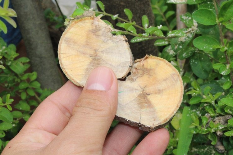 Handheld Multifunction Garden Saw